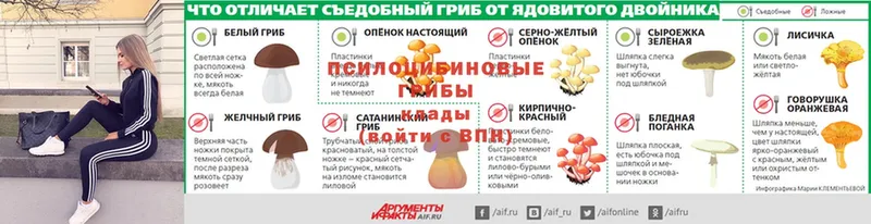 гидра зеркало  Жердевка  Псилоцибиновые грибы Psilocybine cubensis 